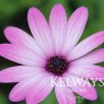 Osteospermum 'Cannington Roy'