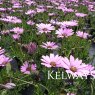 Osteospermum jucundum var. compactum