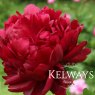 Paeonia 'Peter Brand'