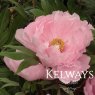 Paeonia 'Yachiyo Tsubaki'