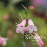 Penstemon 'Apple Blossom'