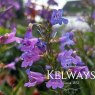 Penstemon heterophyllus 'Heavenly Blue'