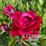 Rosa 'Red New Dawn'