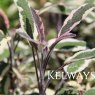 Salvia officinalis 'Tricolor'