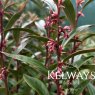 Sarcococca hookeriana var. digyna