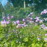 Thalictrum 'Splendide'