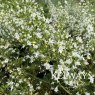 Calamintha nepeta subsp. glandulosa 'White Cloud'