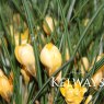 Crocus chrysanthus 'Cream Beauty'