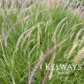 Pennisetum 'Fairy Tails'