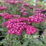 Achillea 'Saucy Seduction' (Seduction Series)