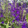 Lobelia Fan Blue