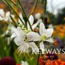 Gaura lindheimeri 'Papillon'