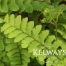 Adiantum pedatum