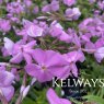 Phlox glaberrima 'Bill Baker'