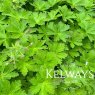 Geranium phaeum 'Wendy's Blush'