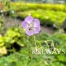 Geranium phaeum 'Wendy's Blush'