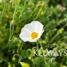 Cistus salviifolius 'Bonifacio'