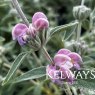 Phlomis 'Marina'