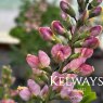 Baptisia 'Pink Truffles' (Decadence Deluxe Series)