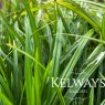 Carex morrowii 'Irish Green'