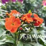 Erysimum 'Apricot Twist'