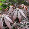 Acer palmatum 'Sumi-nagashi'