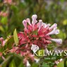 Abelia chinensis 'Autumn Festival'