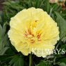 Paeonia 'Sonoma Halo'