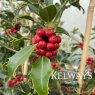 Ilex aquifolium 'Alaska'