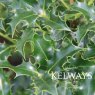 Ilex aquifolium 'Alaska'