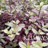 Pittosporum tenuifolium 'Bannow Bay'