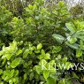 Pittosporum tenuifolium 'Irish Luck'